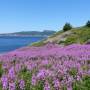 Percé