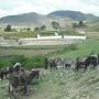 Bolivie - Le "parking"  des anes