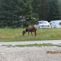 Canada - parc de banff  , camping du mont tunnel , village 2