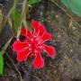 Malaisie - Jungle des Cameron Highlands