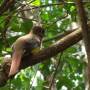 Costa Rica - Oiseau non identifié