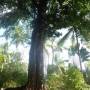 Costa Rica - arbre Costa Rica