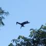 Costa Rica - Singe capucin