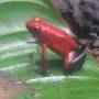 Costa Rica - Grenouille