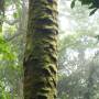 Costa Rica - cloud forest