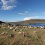 Puno - Site de Sillustani -...