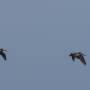 Costa Rica - Pélicans en vol