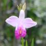 Costa Rica - Orchidée