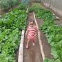 Costa Rica - Green house