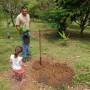 Costa Rica - Planter un arbre