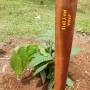 Costa Rica - Planter un arbre