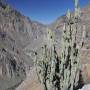 Pérou - Canyon del Colca