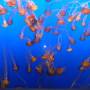 USA - Aquarium de Monterrey