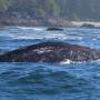 Canada - grey whale