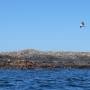 Canada - whale watching