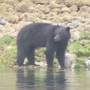 Canada - bear in tofino bay