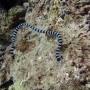 Thaïlande - Serpent de mer... petit mais pas sympa