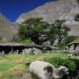 Pérou - Canyon del Colca