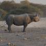 Namibie - rhino