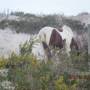 USA - parc national assateague,maryland ,états-unis