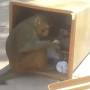 Inde - Singe qui fait les poubelles