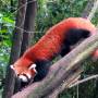 Chine - Panda rouge
