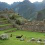 Pérou - Machu Picchu et llama