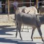 USA - oatman,arizona,fébvrier 2018