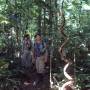 Pérou - liane dans la jungle
