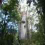 Nouvelle-Zélande - Deuxième plus grand arbre 