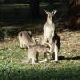 Halls Gap