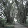 Australie - Adelaide. Jardin botanique