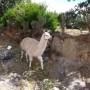 Pérou - Alpaga sur le chemin de la Valle Sacree