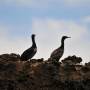 Argentine - Chasse aux Baleines