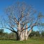 Australie - Gros baobab, petit bonhomme !