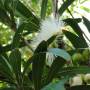 Cambodge - Des fleurs de la bas