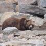 Canada - Grizzly dans le zoo sauvage de Saint Félicien