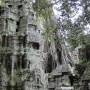 Cambodge - Ta Prohm