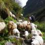 Népal - Jour 4 : DOBHAN - CAMPS DEBASE DU MACHHAPUCHHRE