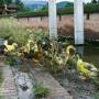 Népal - Vous aviez déjà vu des canards jaune fluo? Bah nous non plus!!!!
