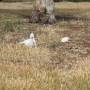 Australie - Kangourou albinos