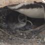 Argentine - Peninsule de Valdes : Mamam pingouin et bb pingouin