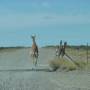 Argentine - Petit guanaco en pleine effort...