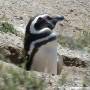 Argentine - Révélation : les pingouins vivent dans des terriers... comme des lapins