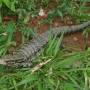 Argentine - Un des lezards geants qui squattent partout dans la jungle du coin