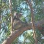 Yanchep park et ses koalas