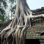 Cambodge - Ta Prohm : abandonne a la jungle, c magnifique !