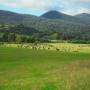 Australie - un champ de kangourous !