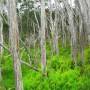 Australie - la mangrove