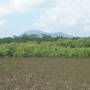 Australie - Mangrove